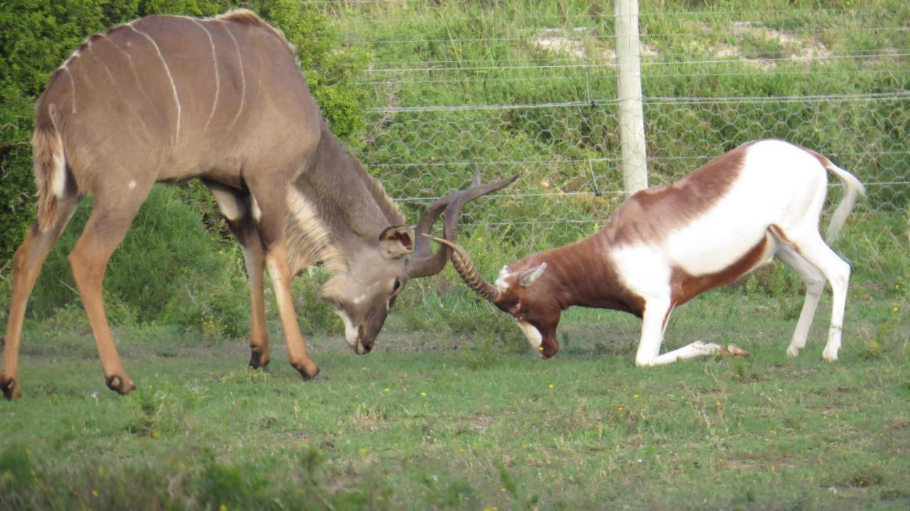 Parkview Safari Lodge Colchester Luaran gambar