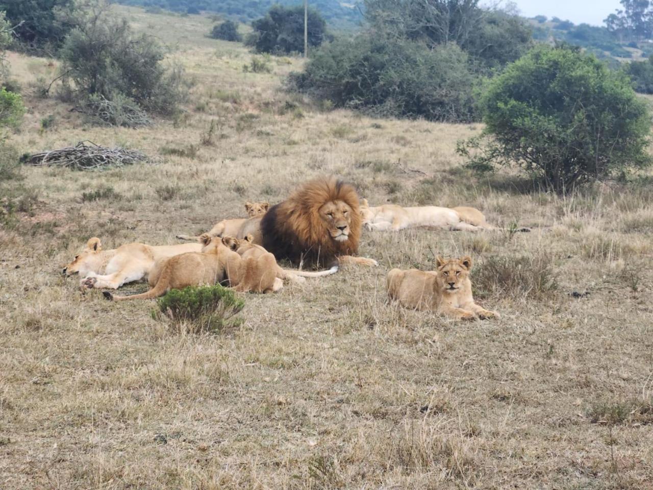 Parkview Safari Lodge Colchester Luaran gambar