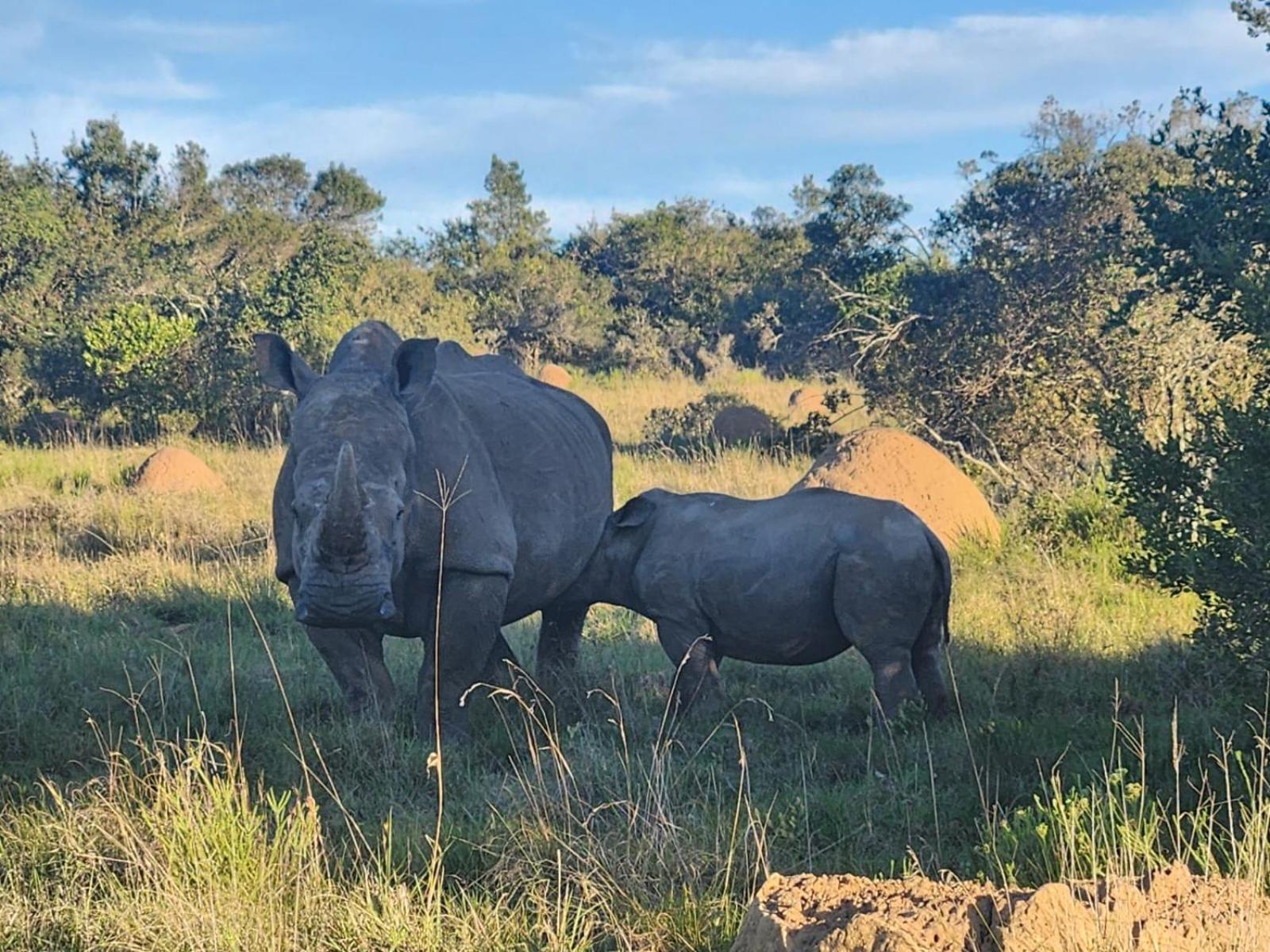 Parkview Safari Lodge Colchester Luaran gambar