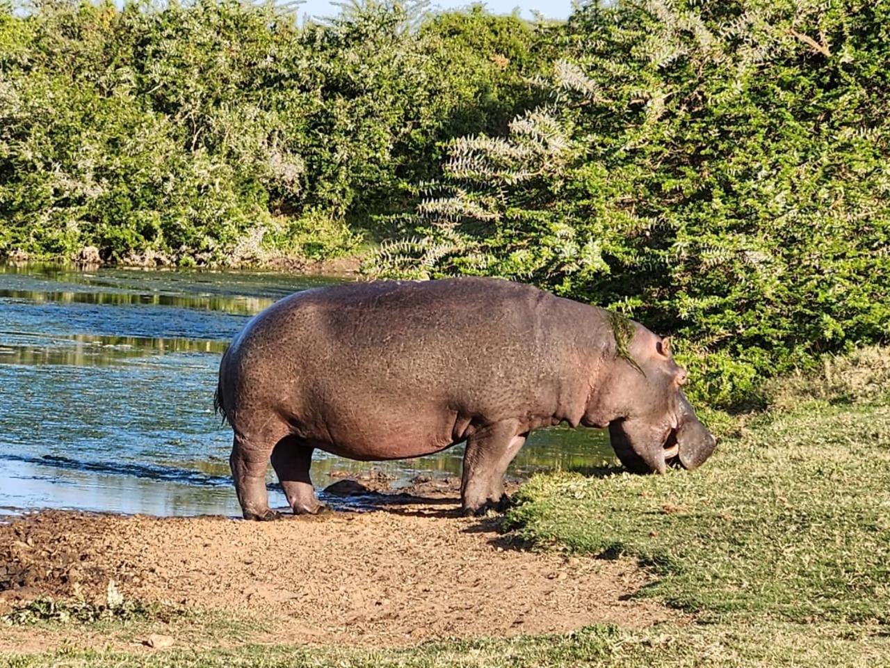 Parkview Safari Lodge Colchester Luaran gambar