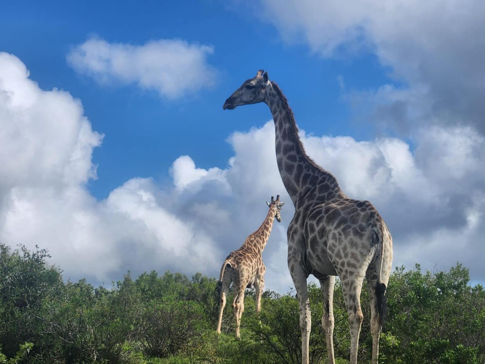 Parkview Safari Lodge Colchester Luaran gambar