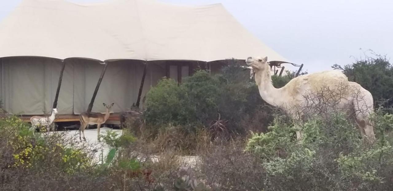 Parkview Safari Lodge Colchester Luaran gambar